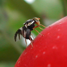 Apple fly