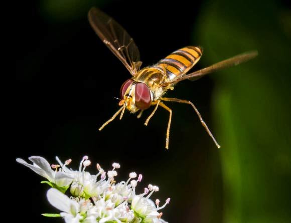 This image shows a syrphid fly, a common non-bee crop pollinator. Image credit: Tobias Smith.